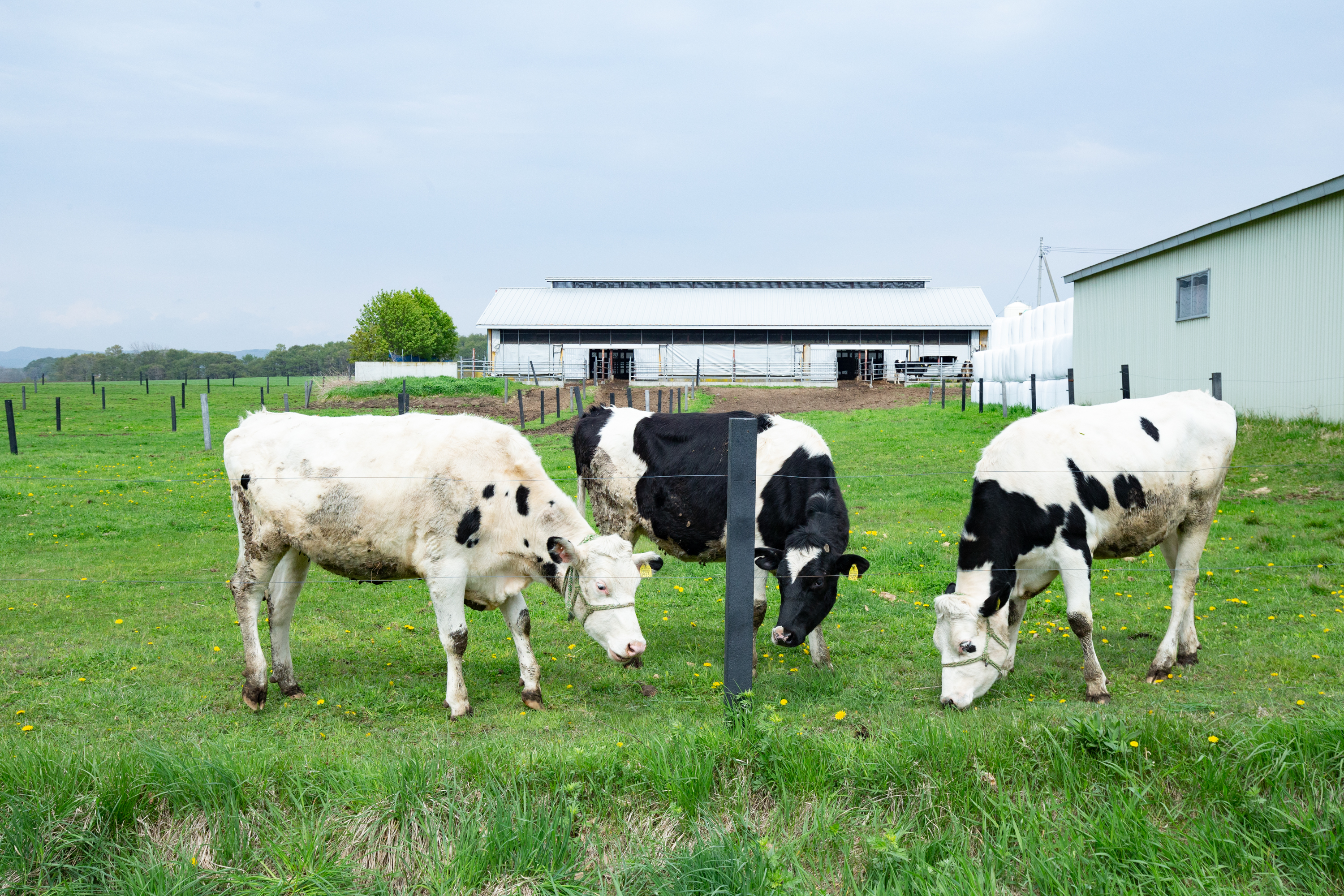むかわ町の風景